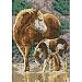 Cross Stitch Kit Sunlit Horses Gold Collection Petites
