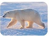 ���˥ޥ��WildLife�Ԥ������ޡա٥��ƥå���