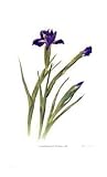 Dutch Iris by Pamela Stagg, 12x20