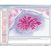 Illustrated Resource Library - Cell Division (Mitosis and Meiosis) CD ROM