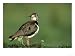 Lapwing, Adult on Grassy Hummock Scotland, UK Photographic Poster Print by Mark Hambl...