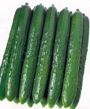 Search : Cucumber Japanese Tsuyataro Seeds