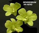 Dendrobium An Heng