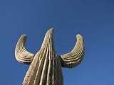 Saguaro Cactus Photographic Poster Print by John Burcham, 24x32