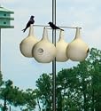 Two-Piece Purple Martin Gourds, eight-pack