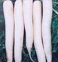 Chinese White Winter Radish 800 Seeds