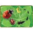 LADYBUG GIANT LIFECYCLE PUZZLE