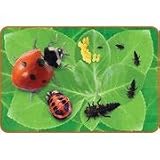 LADYBUG GIANT LIFECYCLE PUZZLE