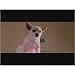 Sleepy Dog Nighty in Pink Size: Medium 31fOmQqT05L. AA75 Sleepy Dog Nighty in Pink Size: Medium
