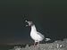 Swallow Tailed Gull, Showing Huge Night Adapted Eyes, Galapagos Photographic Poster Print by Mark Jones, 24x18