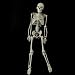 Mr. Thrifty Halloween Skeleton (WCP1D) 4th Quality (stand not included)