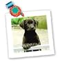 Dogs Labrador Retriever - Cute Labrador Puppy - Quilt Squares