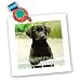 Cute Labrador Puppy - 10x10 Quilt Square