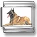 Belgian Sheepdog Italian charm