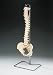 Budget Vertebral Column Highly-detailed! Life-size model shows all significant features for each vertebra, including vertebral body, spinous and transverse processes, vertebral notch and spinal canal. Great teaching aid for medical professionals and for company health programs on lifting and bending. Stands 29&rdquo; tall and weighs only 11 lbs!