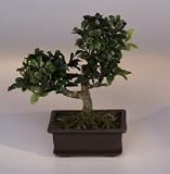 Artificial Japanese Boxwood Bonsai Tree