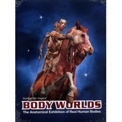 Body Worlds: The Anatomical Exhibition of Real Human Bodies On Sale