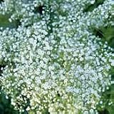 Amazon / Hirts: Seed; Perennial: Organic Babys Breath Seeds - 130 mg - Gypsophila