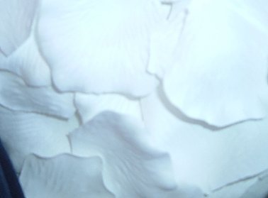 200 Silk Rose Petals Wedding Favors – Solid Colors – White