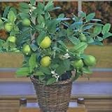 Dwarf Key Lime Trees