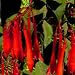 Seeds-Fuchsia 'Fete Floral'