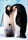 Review Jumbo 01521 / Jumbo Puzzle - Emperor of the Penguins (500 pieces)