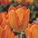 Orange Emperor Fosteriana 10 Tulip Bulbs -Strong Grower