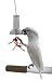 Creative Foraging Systems Foraging Capsule, 4-Foot W by 6-Inch L