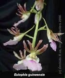 Eulophia guineensis 893S