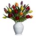 Tulip - Coleurs de la Vie