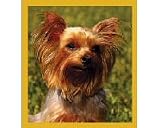 Magnetic Bookmark Yorkshire Terrier Bookmark
