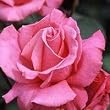 バラ苗 芳純 国産大苗6号鉢 ハイブリッドティー(HT) 四季咲き大輪 ピンク系