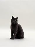 Domestic Cat, Korat Neutered Male Photographic Poster Print by Jane Burton, 9x12