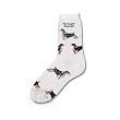 For Bare Feet Springer Spaniel Poses Socks