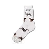 For Bare Feet Springer Spaniel Poses Socks
