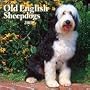 Old English Sheepdogs 2009 Wall Calendar