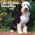 Old English Sheepdogs 2009 Wall Calendar