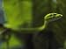 Close-up of a Whipsnake Photographic Poster Print, 24x18