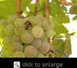 Niagara Grape Vine One Gallon