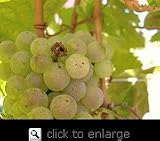 Niagara Grape Vine One Gallon
