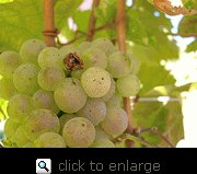 Niagara Grape Vine One Gallon