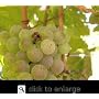 Niagara Grape Vine One Gallon