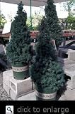 Dwarf Alberta Spruce Potted Five Gallon Tree