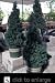 Dwarf Alberta Spruce Potted Two Gallon Tree