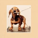 The Artgroup Peanut Dachshund Get Well Card