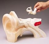 Giant Hands-On Ear Model; Detachable Middle/ Inner Ear Components; 16 x 11 x 7 in.