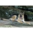 German Shepherd Floor Mat- 27 width x 18 length