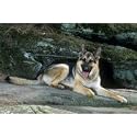 German Shepherd Floor Mat- 27" width x 18" length