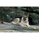 German Shepherd Floor Mat- 27 width x 18 length