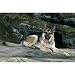 German Shepherd Floor Mat- 27 width x 18 length